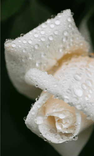 ROSE (300 x 500 px)
